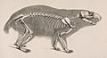Die vergleichende Osteologie (1821) Marmota marmota