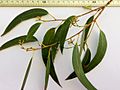 Eucalyptus racemosa - adult leaves and buds