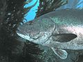 Giant Black Sea Bass, San Clemente Island, Channel Islands, California