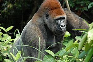 Gorilla gorilla11