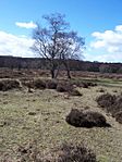 Medieval deerpark and other archaeological remains in Sutton Park
