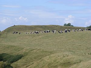 a herd of cows grazing on a grassy hillside