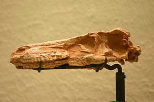 Saurornithoides mongoliensis.jpg
