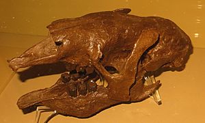 Thalassocnus skull