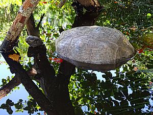 Aldabra giant tortoise cooling in water