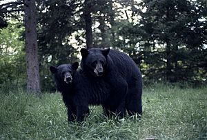 Black Bears mating