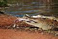 Crocodile in Broome Western Australia