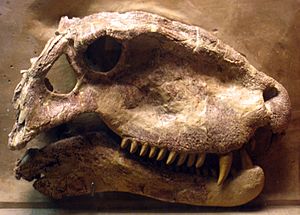Dimetrodon grandis Exhibit Museum of Natural History