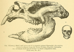 Guide to fossil mammals and birds (1896) Diprotodon australis