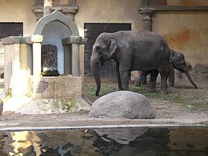 Hagenbecks Elefanten
