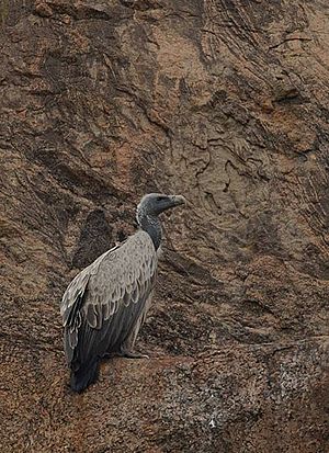 Indian vulture on cliff
