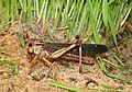 Locusta-migratoria-wanderheuschrecke