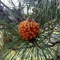 Pinus canariensis (male) in Presa de las Niñas 02 (cropped)