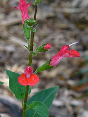 Salvia blepharophylla 'Diablo' (Scott Zona) 001.jpg