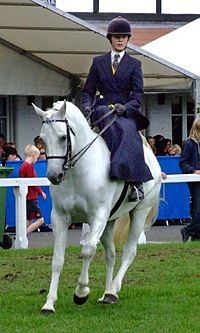 SideSaddle class horse show 2