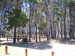 Winthrop pines