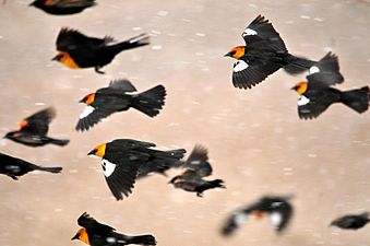 Yellow-headed Blackbirds, Seedskadee National Wildlife Refuge (25786271705)