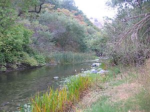 Alameda Creek in Niles Canyon 2626