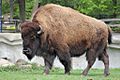 American bison DZS