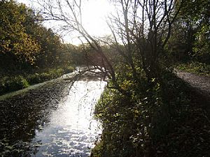 Barnsley Canal and towpath