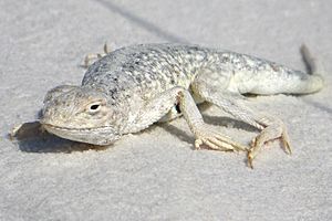 Bleached earless lizard, White Sands National Park, New Mexico, United States