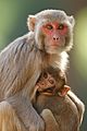 Davidraju img15(Macaca mulatta) Rhesus macaque