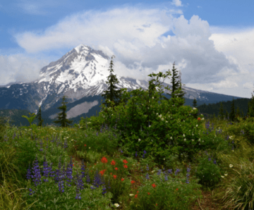 East Zigzag Mountain and Wildflowers, Mt Hood National Forest (23346653932).png