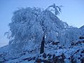Frozen tree - 3