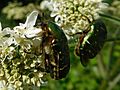 GT Rose Chafer beetles on Hogweed