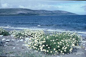 Looking west from Bishopsquarter, with sea mayweed - geograph.org.uk - 65159