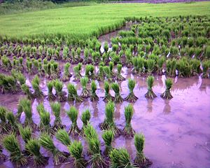 Paddy field with purple water, Ernakulam, Kerala, India