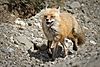 Red Fox Near Highway Pass (7956342478).jpg