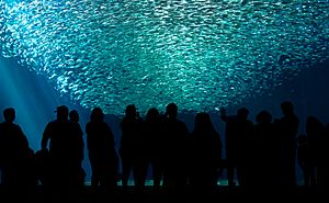 School of sardines at the Monterey Bay Aquarium (12056)