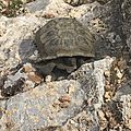 Wild desert tortoise at Red Rock National Conservation Area