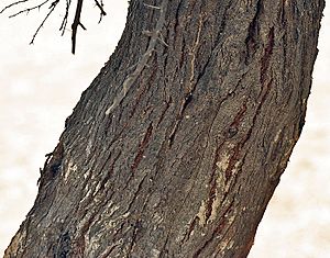 Babool (Acacia nilotica) trunk at Hodal W IMG 1252