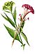 Celosia cristata Blanco1.64-cropped.jpg