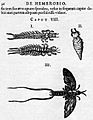 Clutius 1634 De Hemerobio mayflies