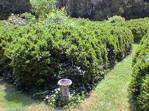 English Boxwood Maze Garden
