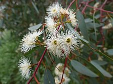 Eucalyptus camaldulensis flowers