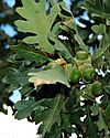 Gambel oak leaves.jpg