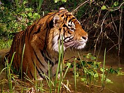 Panthera tiger in a marshy area in captivity