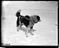 Sled dog wearing harness Siberia 1901
