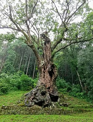 Takeo Shrine Sacred tree