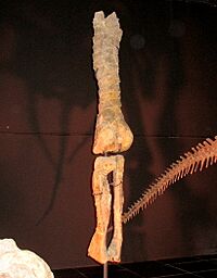Tastavinsaurus - El Castellar, Teruel, Spain - Left femur, tibia & fibula.JPG