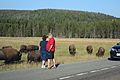Tourists get close to a wild herd of American Bison (Bison bison) to take a photo at Yellowstone National Park in Wyoming