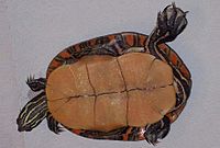 An overturned southern painted turtle facing right. Shell is yellow-tan without spots. Legs are splayed. On a white plastic background.