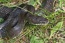 Black Rat Snake - Elaphe obsoleta obsoleta, Merrimac Farm Wildlife Management Area, Virginia