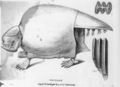 Glyptodon Owen 1839