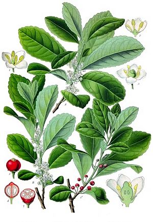 Ilex paraguariensis - Köhler–s Medizinal-Pflanzen-074