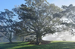 Moreton Bay fig tree